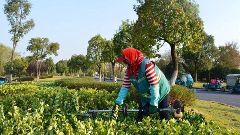 市政绿化苗木价格之谜：揭秘成本构成与影响因素**