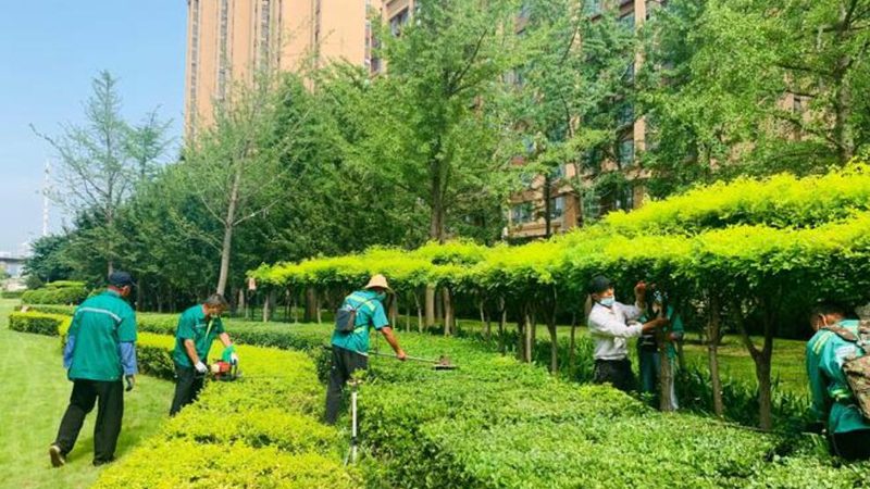 绿植租赁按年报价方案：如何科学制定与评估
